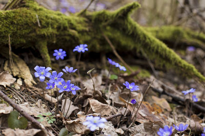 Close-up of purple flowering plants on field