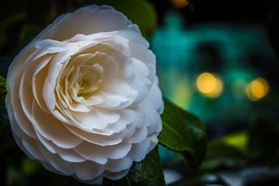 Close-up of white rose