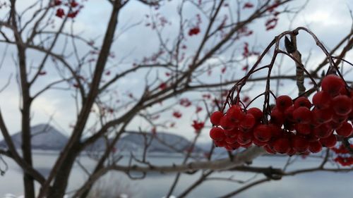 Close-up of red berries on tree against sky