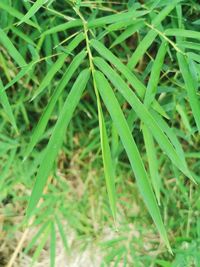 Full frame shot of grass growing on field