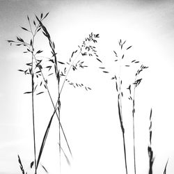 Low angle view of trees against sky