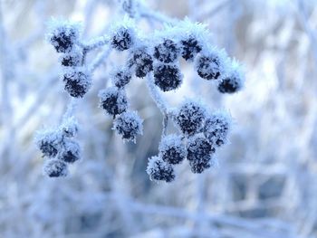 Close-up of white flowers