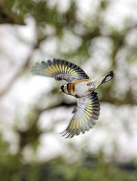 Close-up of bird flying