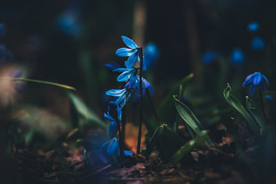plant