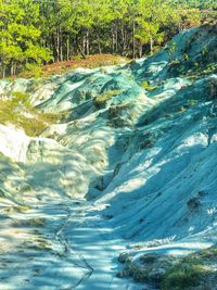 Scenic view of river flowing amidst trees