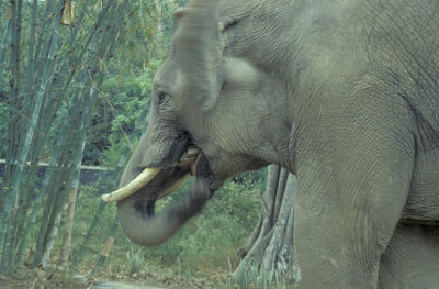 Elephant in forest