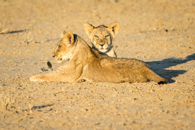 Portrait of lions relaxing on sand