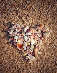 High angle view of shells on beach