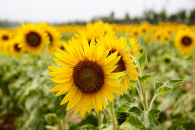 Close-up of yellow sunflower on field