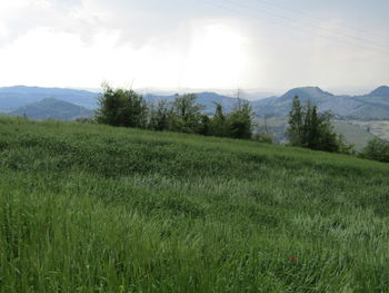 Scenic view of field against sky