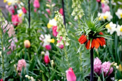 Close-up of flowers blooming in park