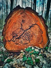 Close-up of tree stump in forest