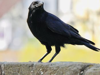 Close-up of a bird