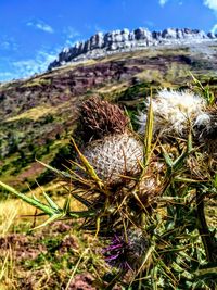 Close-up of dry plants on field against sky