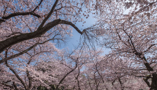 Low angle view of cherry blossoms against sky