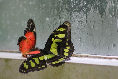 Close-up of butterfly perching on leaf