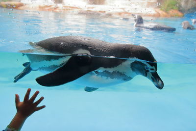 Penguin swimming in fish tank at aquarium