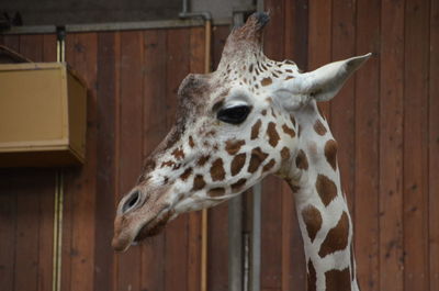 Close-up of an animal