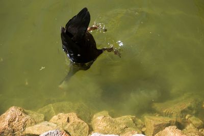 High angle view of turtle swimming in lake