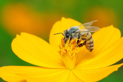 Image of bee or honeybee on yellow flower collects nectar. golden honeybee on flower pollen. insect.