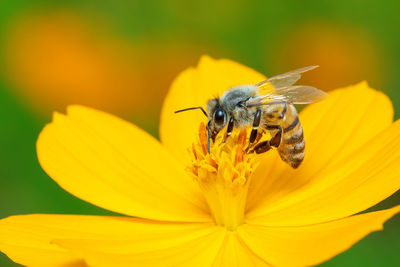 Close-up of bee pollinating on yellow flower