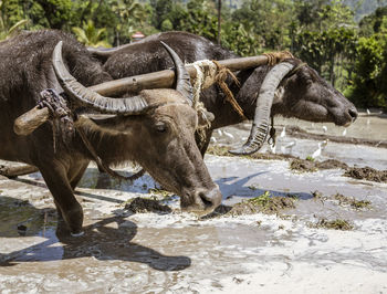 View of two horses on land