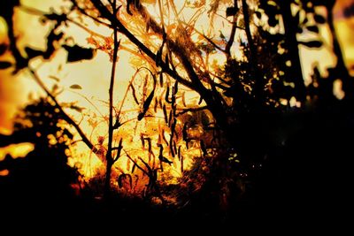 Silhouette trees against orange sky