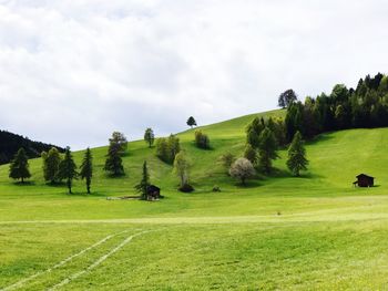 Trees on field against sky