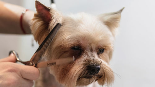 Dog grooming and getting professional service at pet salon by groomer