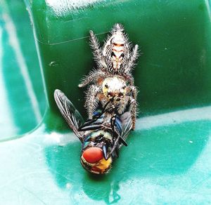 Close-up of spider