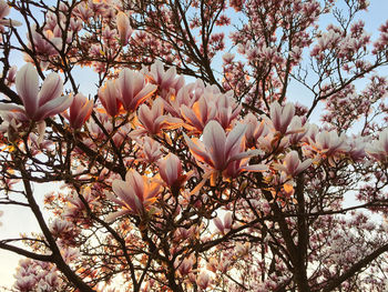 Low angle view of magnolia blossoms against sky