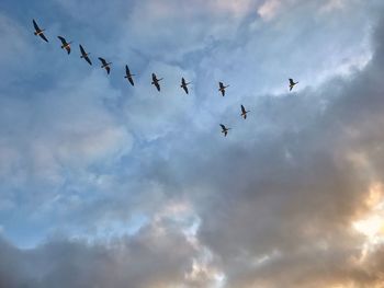 Low angle view of birds flying against sky