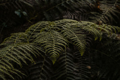 Close-up of fern leaves