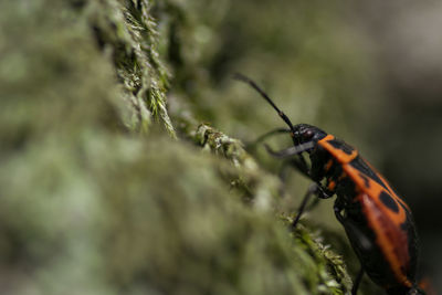 Close-up of insect on plant