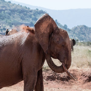 Close-up of elephant on field