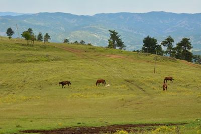 Horses grazing in a field