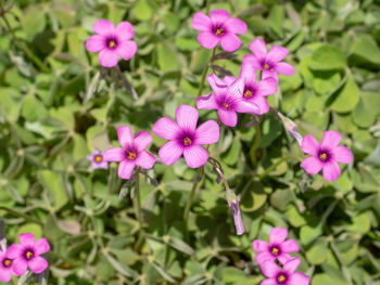 Close-up of pink flowering plants
