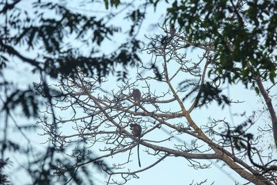 Low angle view of bird perching on tree against sky