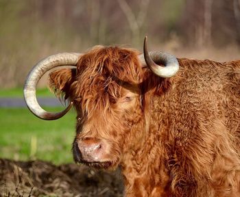 Close-up of highland cow on field