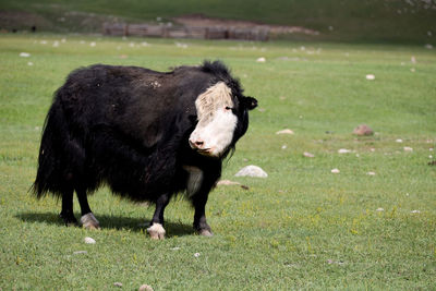 Cows grazing on field