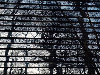 Low angle view of bare trees against sky