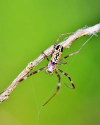 Close-up of spider on web