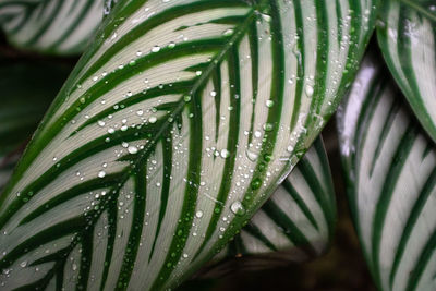 Close-up of raindrops on green leaves