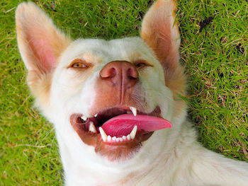 Close-up of dog sticking out tongue on field