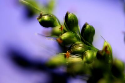 Close-up of flower buds