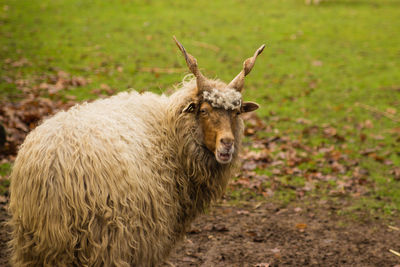 Portrait of sheep in a field