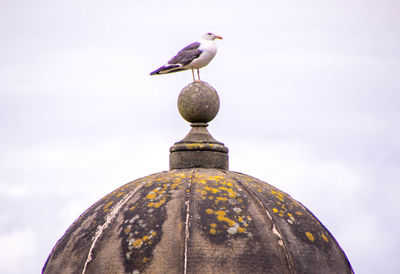 Low angle view of seagull perching on a temple against sky