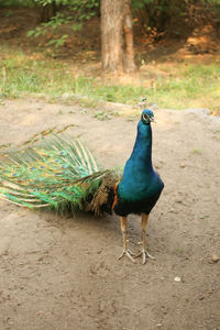 View of peacock