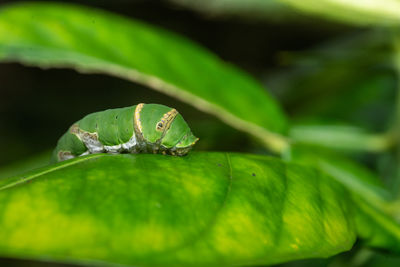 Close-up of green leaf