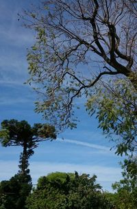 Low angle view of tree against sky